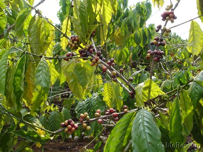 DSC06394_050127_Ban Sisip coffee plants