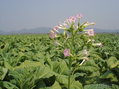 DSC07762_050209_Ban Phaeng tobacco flower