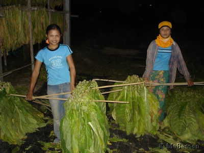 DSC07903_050209_Ban Phochai tobacco leaves sorting