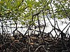 DSC08919_050221_Koh Chang Ban Bao mangrove.JPG