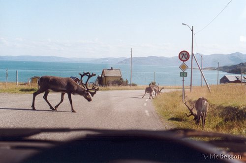 040731_0434_Isnestoffen reindeers on E6