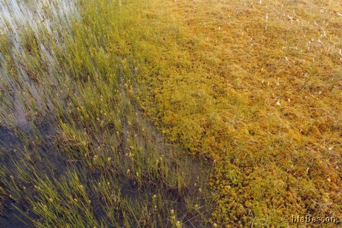 040804_0616_Ilmakkiaapa peatland vegetation