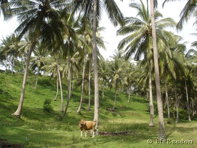 2060123 1531_Senggigi-Mangsit meadow cows & coconuts