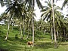 2060123 1531_Senggigi-Mangsit meadow cows & coconuts.jpg
