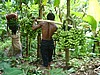 2060124 1410_Senggigi mount valley Esni from Orong banana.jpg