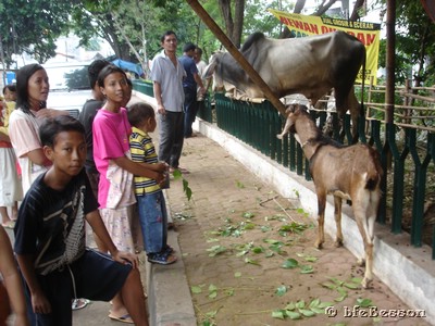 060109 1647_Jakarta Han Ketapang Idul Adha animals