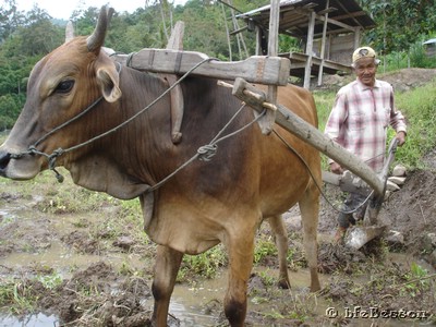051231 1242_Sawah Rang Salayan ploughing with oxen