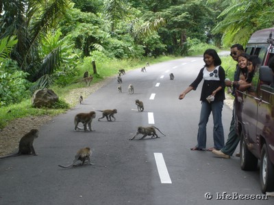 060102 1450_Maninjou - Bukit Tinggi road side monkeys