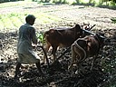 061118 1035_Guzra farmer with oxen plough.JPG