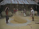 061125 1642_1_Guzra south-east farms rice harvest.JPG