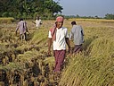 061203 1536_1_Guzra Sujobudra Bari rice cutting.JPG